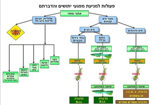 הקדחת מתפתחת